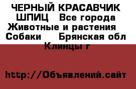 ЧЕРНЫЙ КРАСАВЧИК ШПИЦ - Все города Животные и растения » Собаки   . Брянская обл.,Клинцы г.